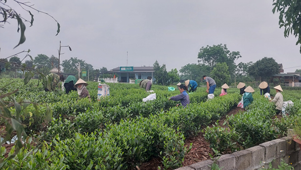 Mô hình tổ chức sản xuất liên kết giữa các Hợp tác xã sản xuất chè ở xã Tân Cương,  huyện Đại Từ, Thái Nguyên