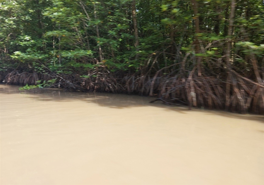 Phát triển mô hình nuôi tôm dưới tán rừng trên địa bàn tỉnh Cà Mau 