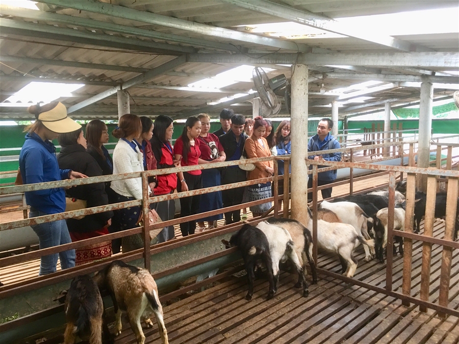 Đào tạo kỹ thuật chăn nuôi và phòng trị bệnh cho gia súc, gia cầm
